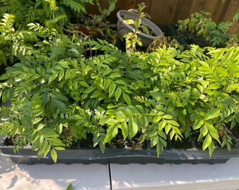 One Curry Leaf plant-starter plant