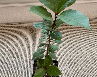 BAY LEAF Plant -Sweet Bay-(Laurus nobilis -) Live Plant-1 Potted Plant