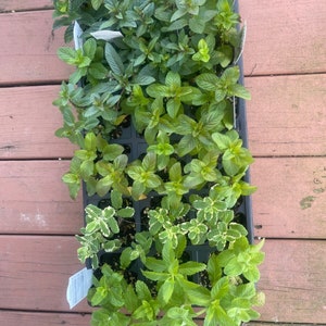 Mint - 6 rooted mint plants , Pineapple,Berries and Cream,Orange,Apple,Chocolate,Peppermint and Spearmint