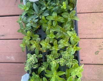 Mint - 6 rooted mint plants , Pineapple,Berries and Cream,Orange,Apple,Chocolate,Peppermint and Spearmint