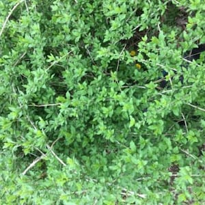 Goji berry cuttings- 25 6&quot; to 8&quot; cuttings ..easy to root