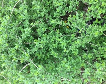 Goji berry cuttings- 25 6&quot; to 8&quot; cuttings ..easy to root
