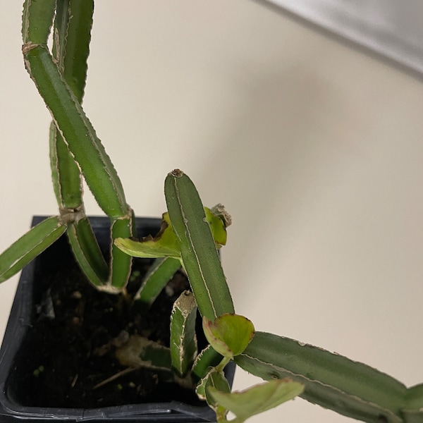 Cissus quadrangularis, veldt grape, devil's backbone, Cucumber Cactus