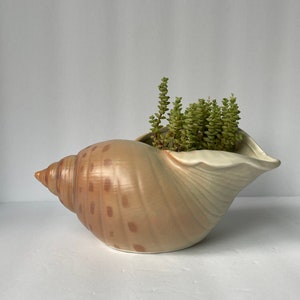May include: A ceramic seashell planter in beige and brown with a green succulent plant inside.