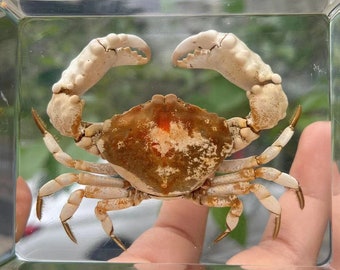 Fine Crab Specimen, Resin Animal Taxidermy in Block, Specimen Collection Statue Animal specimen Suitable for Kids Biology Science Education