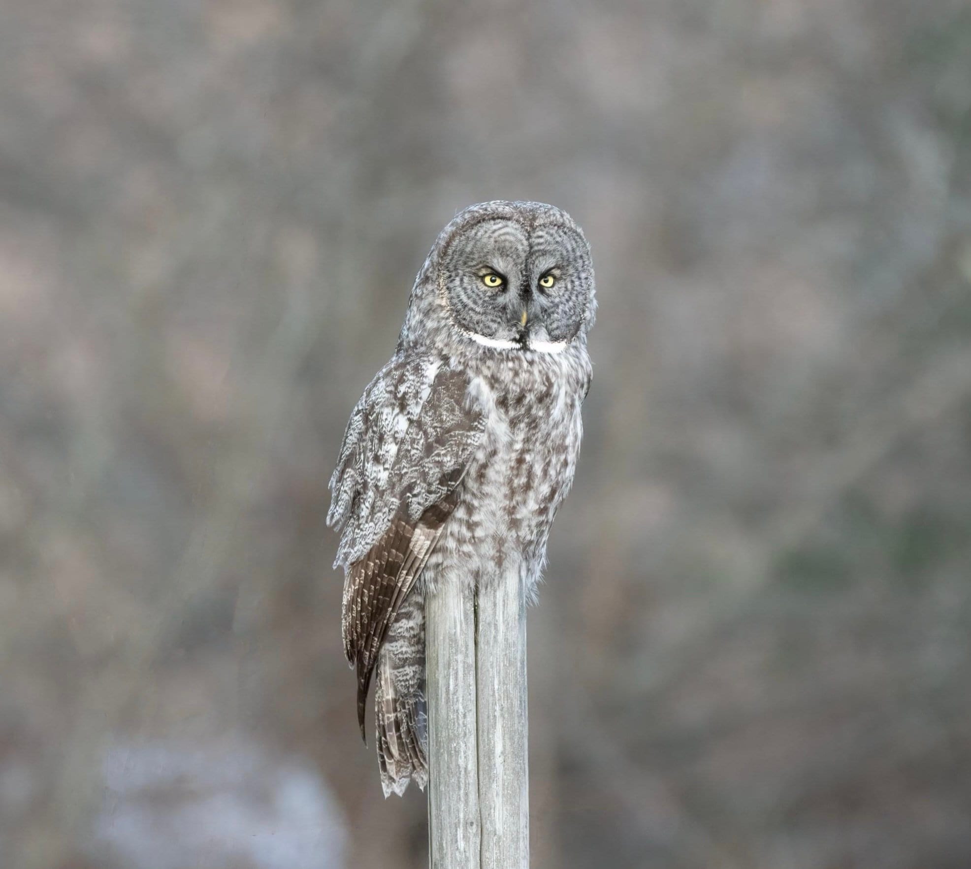 Great Grey Owl