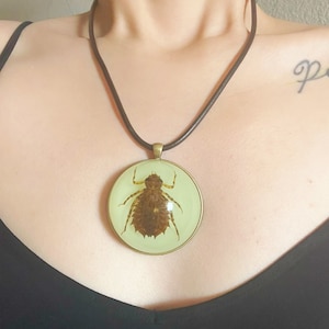 May include: A brown insect encased in a clear round pendant on a brown leather cord necklace. The pendant has a gold rim.