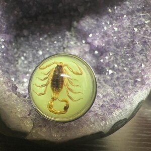 May include: A circular cabochon featuring a preserved brown scorpion encased in a light yellow, translucent resin. The scorpion is centered with its tail curved upward, displaying visible legs and segmented body details within the smooth dome.
