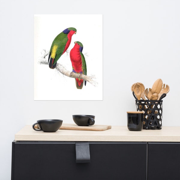 Kuhl Lorikeet Poster Print | Antique Bird Painting | Vintage Drawing Wall Art Poster | Bird Lover | Bird nursery decor | Home Decoration