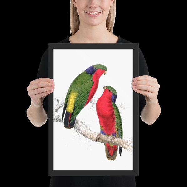 Kuhl Lorikeet Framed Poster | Antique Bird Painting | Vintage Drawing Wall Art Frame | Bird Lover | Bird nursery decor | Home Decoration