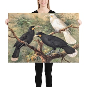 Impresión de póster de pájaro huia de 1900 / Huia de Nueva Zelanda / Pájaro vintage / Pájaro antiguo / Pájaro de Nueva Zelanda / Decoración natural para el hogar
