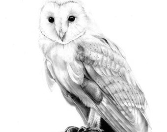 ORIGINAL owl drawing, A4 owl portrait, original fine art, pencil drawing, woodland portrait, woodland art, wall art, owl art graphite art