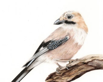 ORIGINELE vogeltekening, A5 vogelportret, originele beeldende kunst, potloodtekening, vogelkunst, boskunst, kunst aan de muur, kleurpotloodkunst