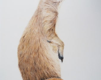 Original meerkat drawing, meerkat portrait, original fine art, colored pencil drawing, desert portrait, desert art, wall art, meerkat art