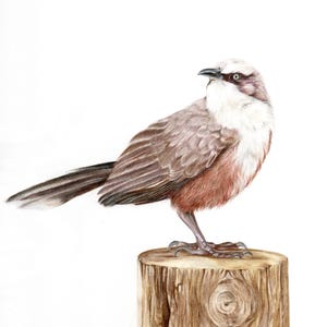 ORIGINAL bird drawing, bird portrait A4, original fine art, pencil drawing, bird art, woodland art, colored pencil art, ornithology