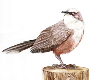 Original Bird Drawing: Colored Pencil Fine Art, Ornithology