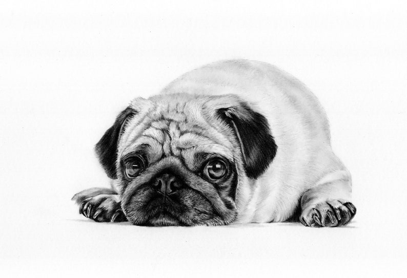 Custom dog drawing, A4 Dog portrait, dog drawing, pencil pet drawing, graphite portrait, memorial gift, animal lover, dog in graphite image 1