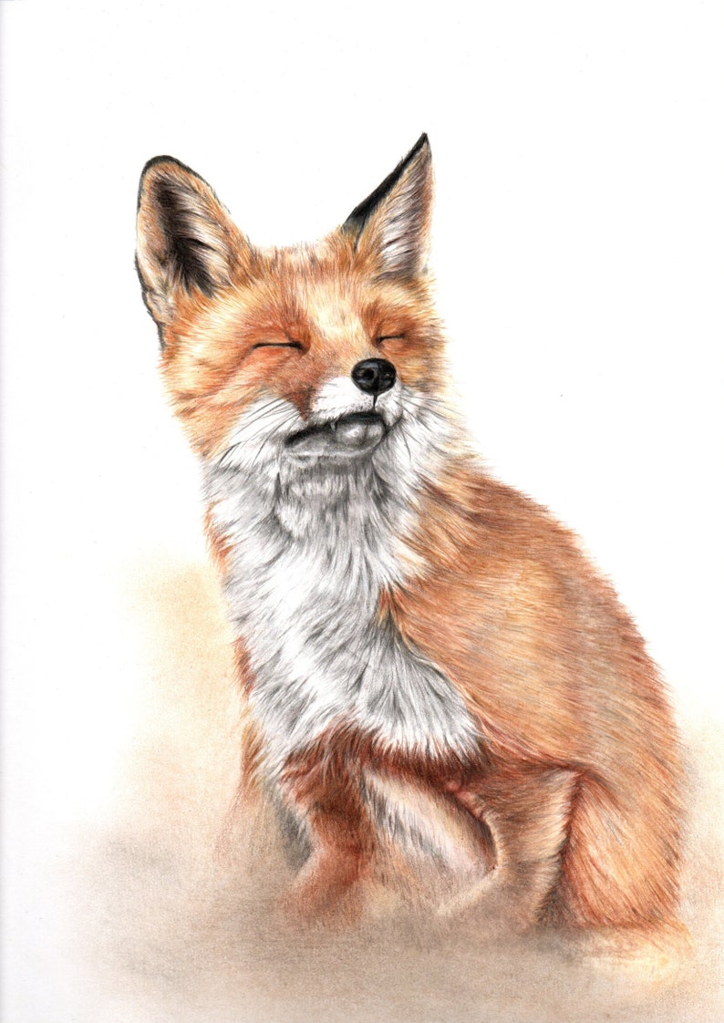 ORIGINAL fox drawing, fox portrait, original fine art, colored pencil drawing, woodland portrait, woodland art, wall art, fox art image 1