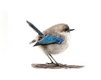 ORIGINAL bird drawing, A5 bird portrait, original fine art, pencil drawing, bird art, woodland art, wall art, colored pencil art
