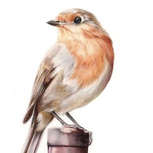 ORIGINAL bird drawing, robin portrait, original fine art, pencil drawing, bird art, woodland art, colored pencil art, ornithology
