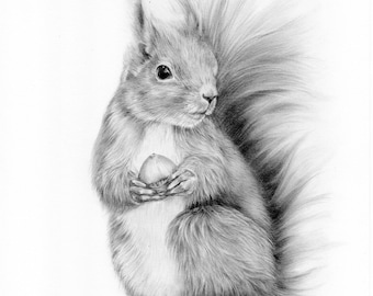 ORIGINAL squirrel drawing, A4 squirrel portrait, original fine art, pencil drawing, woodland portrait, woodland art, wall art, graphite art