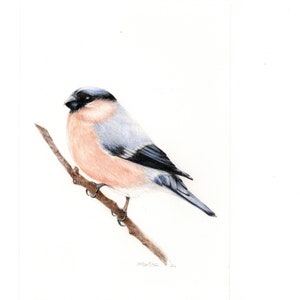 ORIGINAL bird drawing, A5 bird portrait, original fine art, pencil drawing, bird art, woodland art, wall art, colored pencil art, bullfinch