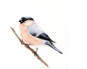 Disegno di uccelli ORIGINALE, ritratto di uccello A5, opere d'arte originali, disegno a matita, arte degli uccelli, arte del bosco, arte della parete, arte con matita colorata, ciuffolotto