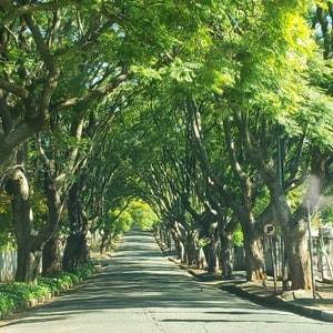 Walking through trees