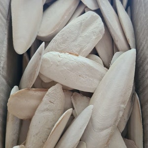 Könnte beinhalten: Eine Schachtel gefüllt mit einer großen Menge getrockneter Sepia-Knochen. Die Knochen sind hellbeige und in einem zufälligen Muster angeordnet.