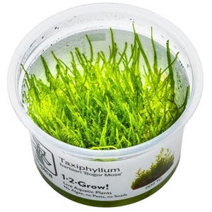 Könnte beinhalten: Ein durchsichtiger Kunststoffbehälter gefüllt mit leuchtend grünen Taxiphyllum barbieri 'Bogor Moss' Wasserpflanzen. Der Behälter hat ein weißes Etikett mit dem Text "1-2-Grow!" und "Live Aquatic Plants". Das Moos ist gesund.