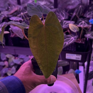 Anthurium Carla X Papillilaminum - Etsy