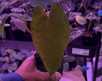 Seed Grown Anthurium Black Sweet X Fort Sherman Starter Plant (ALL