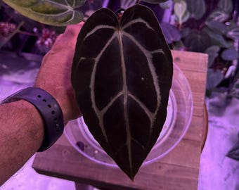 Anthurium Carlablackiae OG4 S1 X Carla A1 S1, #2 Select Exact Plant , 3” Pots, Exclusive ExoticsinADHD Drop!