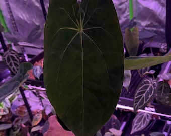 Anthurium (VelvetMask x FS) X Red Spider Clone, Select Exact plant #21, Very Large Flowering Size, Closed Sinus now!