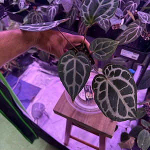 Op de afbeelding: Een Anthurium crystallinum plant met donkergroene, hartvormige bladeren en opvallende, zilverwitte nerven. De plant staat in een kleine zwarte plastic pot en wordt omhoog gehouden om het kenmerkende patroon van het blad te tonen.
