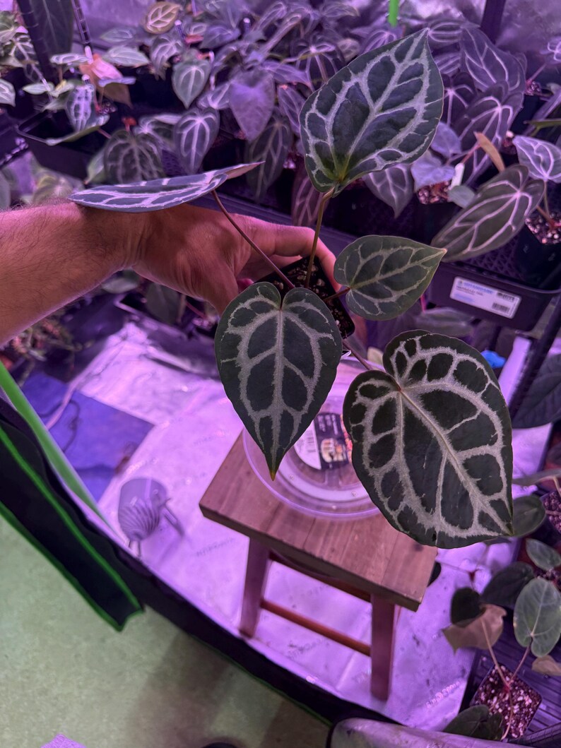 Op de afbeelding: Een Anthurium crystallinum plant met donkergroene, hartvormige bladeren en opvallende, zilverwitte nerven. De plant staat in een kleine zwarte plastic pot en wordt omhoog gehouden om het kenmerkende patroon van het blad te tonen.