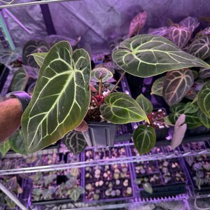 May include: A green Anthurium plant with large, veined leaves in a black pot. The plant is surrounded by other plants in small pots on a metal shelf.