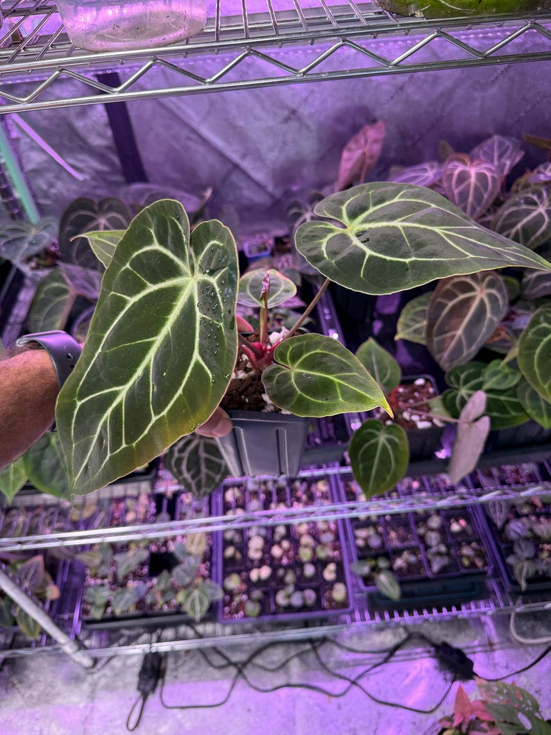 May include: A green Anthurium plant with large, veined leaves in a black pot. The plant is surrounded by other plants in small pots on a metal shelf.