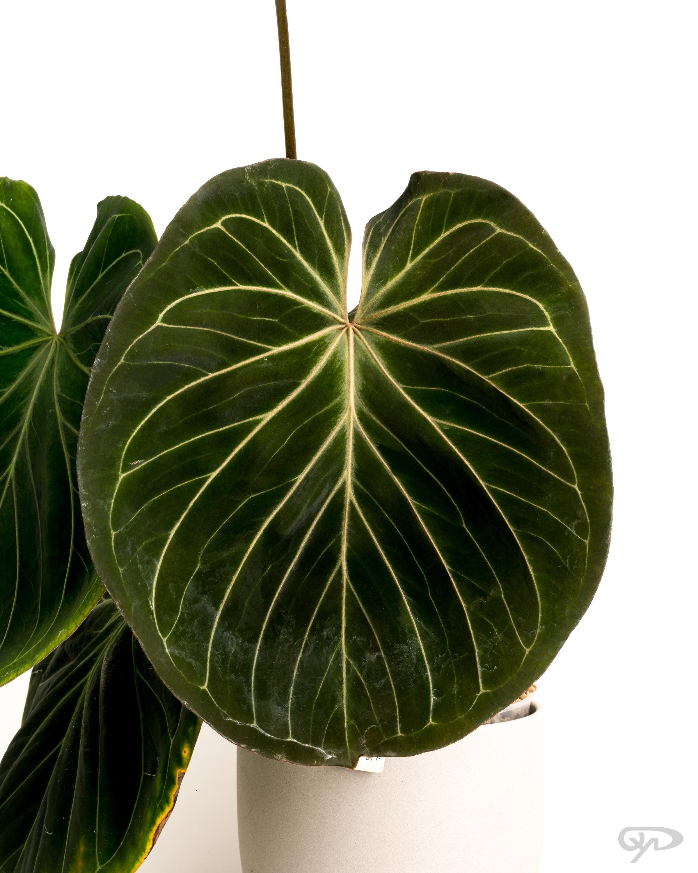 アンスリウムKOS from HU Anthurium HU / King of Spades (KOS) – HappiestPlants