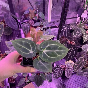 Puede incluir: Primer plano de una planta en maceta con hojas grandes, de color verde oscuro y con vetas blancas prominentes. La planta est&aacute; en una maceta negra, rodeada de otras plantas en maceta bajo una luz de crecimiento p&uacute;rpura. Las hojas tienen forma de coraz&oacute;n.