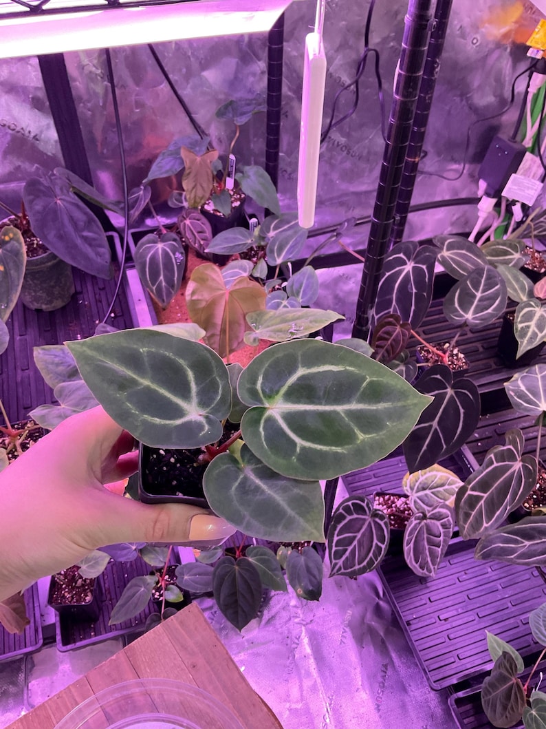 Puede incluir: Primer plano de una planta en maceta con hojas grandes, de color verde oscuro y con vetas blancas prominentes. La planta est&aacute; en una maceta negra, rodeada de otras plantas en maceta bajo una luz de crecimiento p&uacute;rpura. Las hojas tienen forma de coraz&oacute;n.