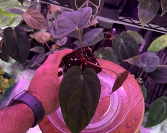 Melvins Custom Order