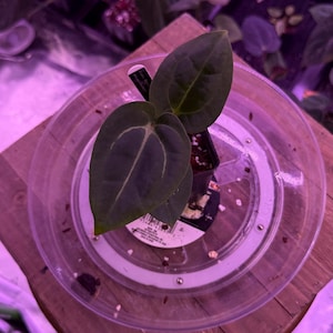 May include: A small potted plant with dark green, heart-shaped leaves, featuring prominent white veining. The plant sits in a clear plastic saucer on a wooden surface, surrounded by other plants in a dimly lit environment.