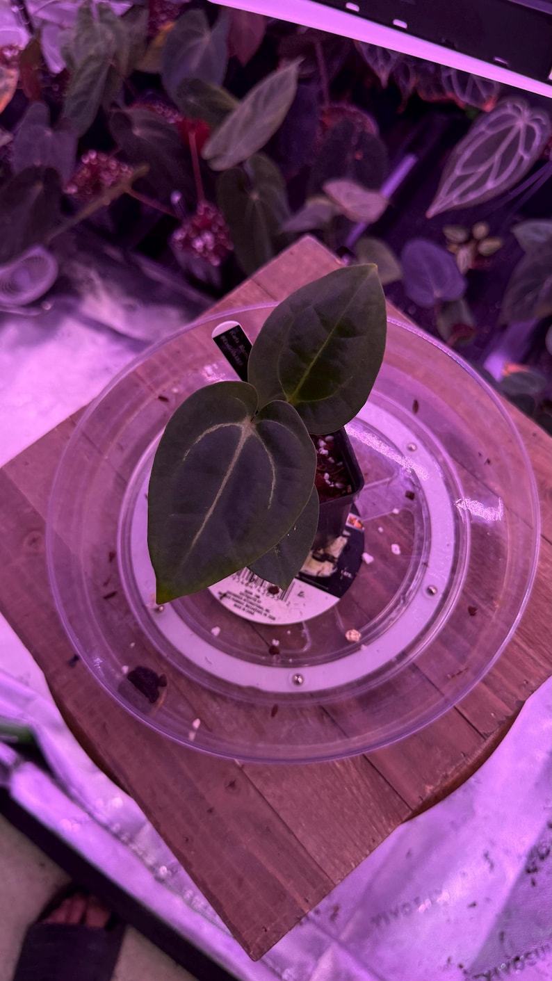 May include: A small potted plant with dark green, heart-shaped leaves, featuring prominent white veining. The plant sits in a clear plastic saucer on a wooden surface, surrounded by other plants in a dimly lit environment.