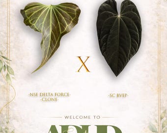 Anthurium NSE Delta Force Clone X SC BVEP Hybrid, 1 Potted up Seedling Growers Choice, Winter & Shipping upgrades in the shop.