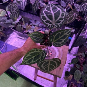 Op de afbeelding: Een Anthurium crystallinum plant in pot met hartvormige, donkergroene, fluweelachtige bladeren met opvallende, contrasterende witte nerven. De plant heeft een rood-paarse stengel en staat in een kleine zwarte plastic kweekpot.