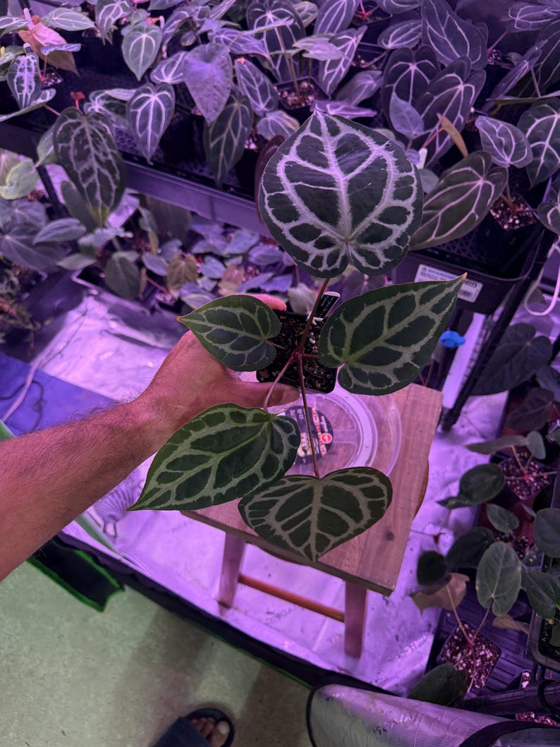Op de afbeelding: Een Anthurium crystallinum plant in pot met hartvormige, donkergroene, fluweelachtige bladeren met opvallende, contrasterende witte nerven. De plant heeft een rood-paarse stengel en staat in een kleine zwarte plastic kweekpot.