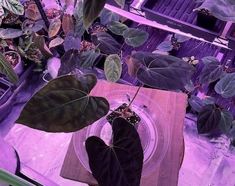 Anthurium Besseae Aff X RLFS  ,Select Seedling, #6 Exact seedling in 3” tall  pot. Exclusive ExoticsinADHD Hybrid! SHOP for upgrade shipping