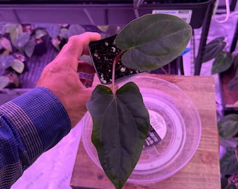 Midnight Velvet X CarlaBlackiae OG4 S1, #3 Select Exact Plant, ExoticsInADHD exclusive Hybrid, Head to shop for Ship Upgrade