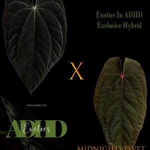 Anthurium SC BVEP  X Midnight Velvet (SKG Clone)(Australian Hybrid),1 Potted up Seedling in 2&quot; Pot, Growers Choice for vigor & size